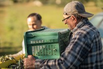 Djed i baka nose kašete