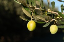 Zelena maslina na grani