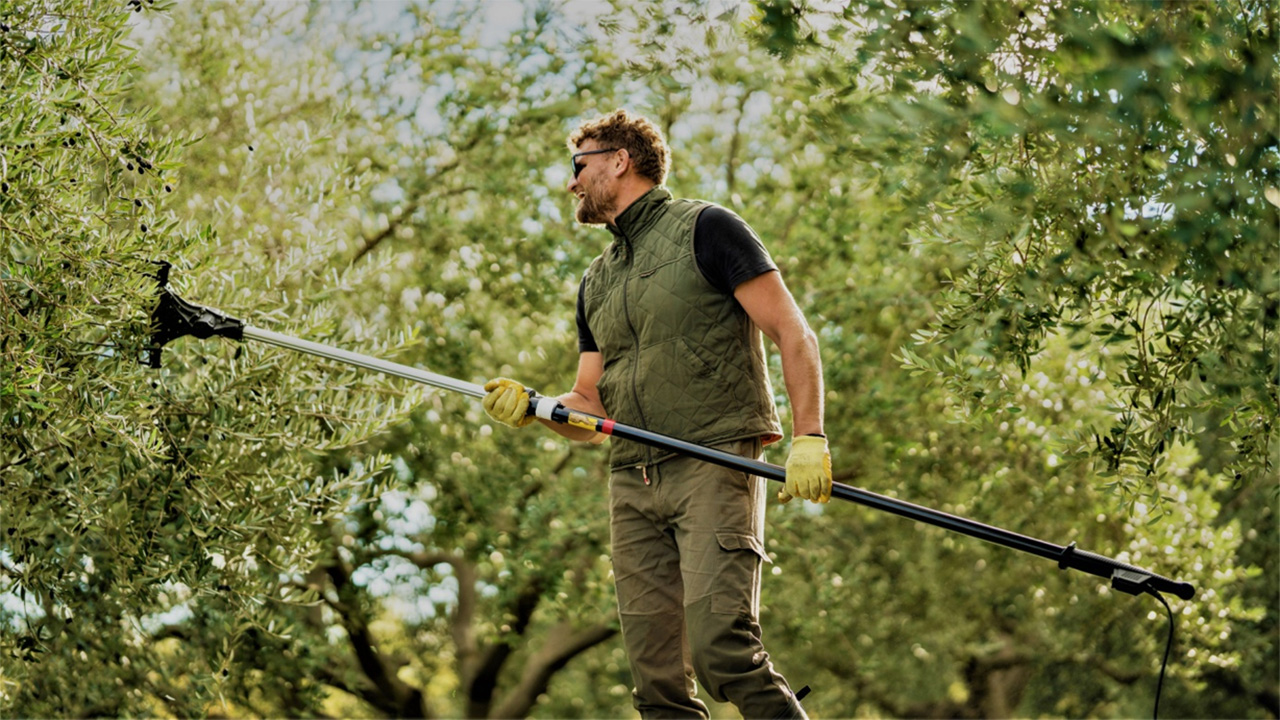 čovjek trese masline