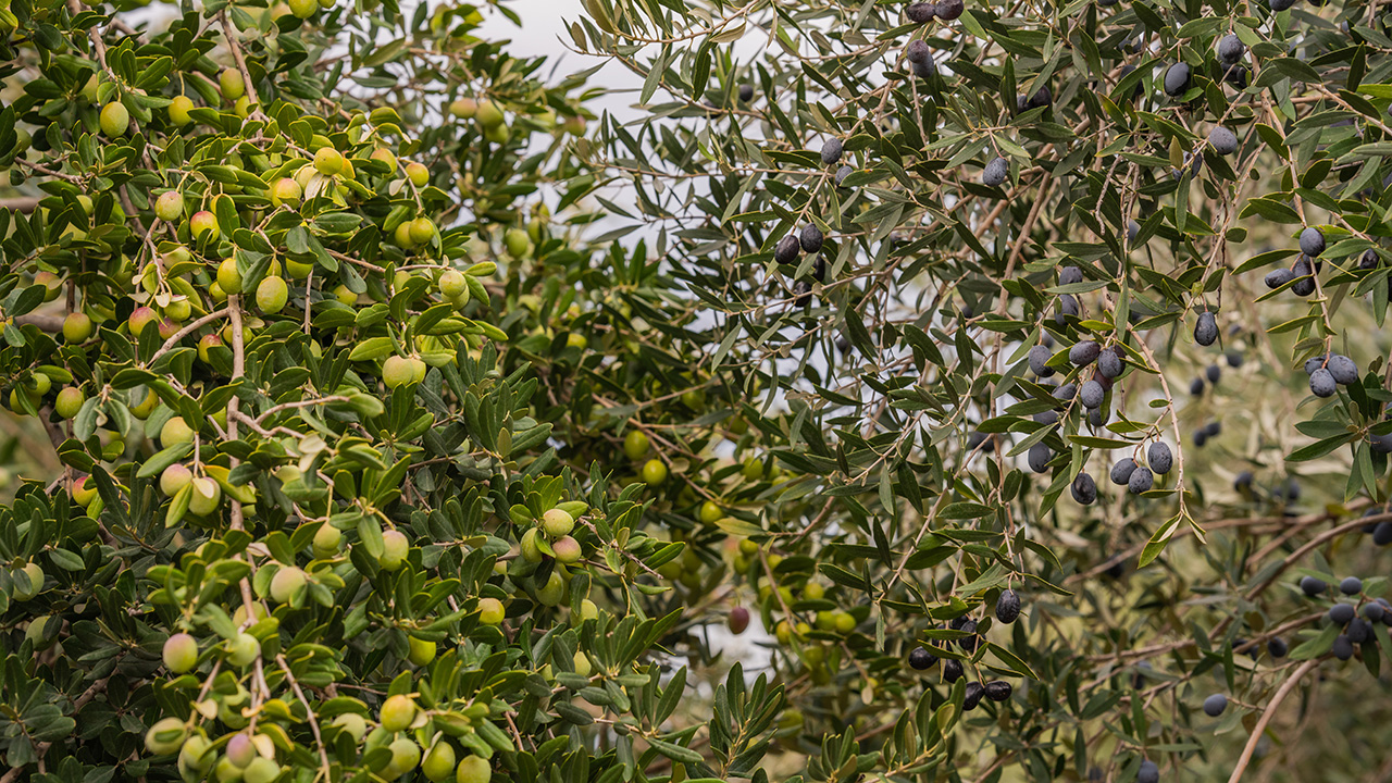 ravni kotari iz zraka