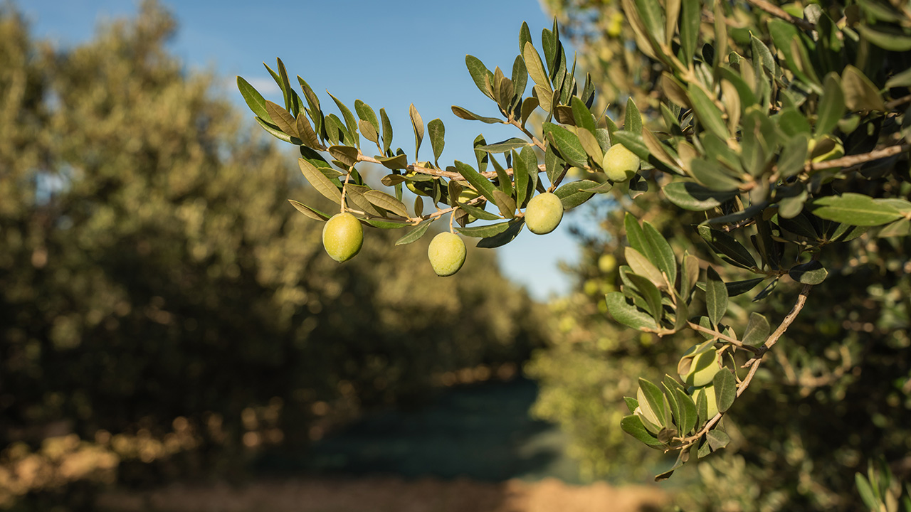 ravni kotari iz zraka