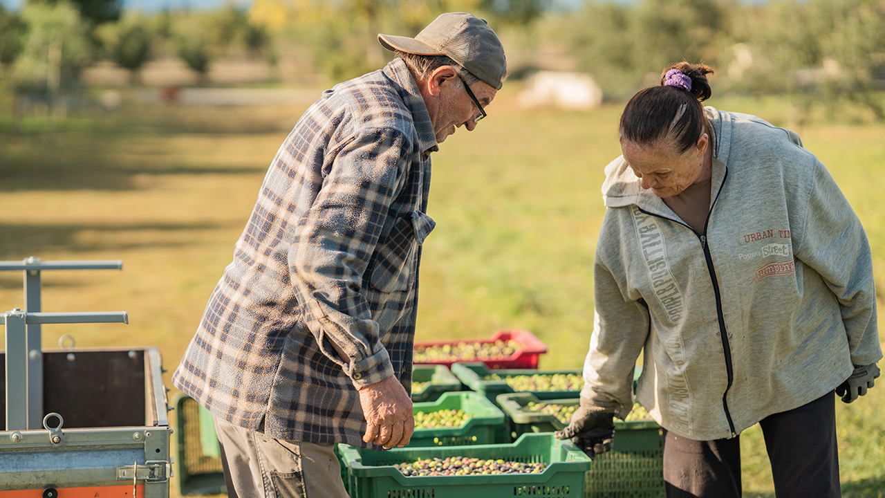 baka i djed skupljaju masline